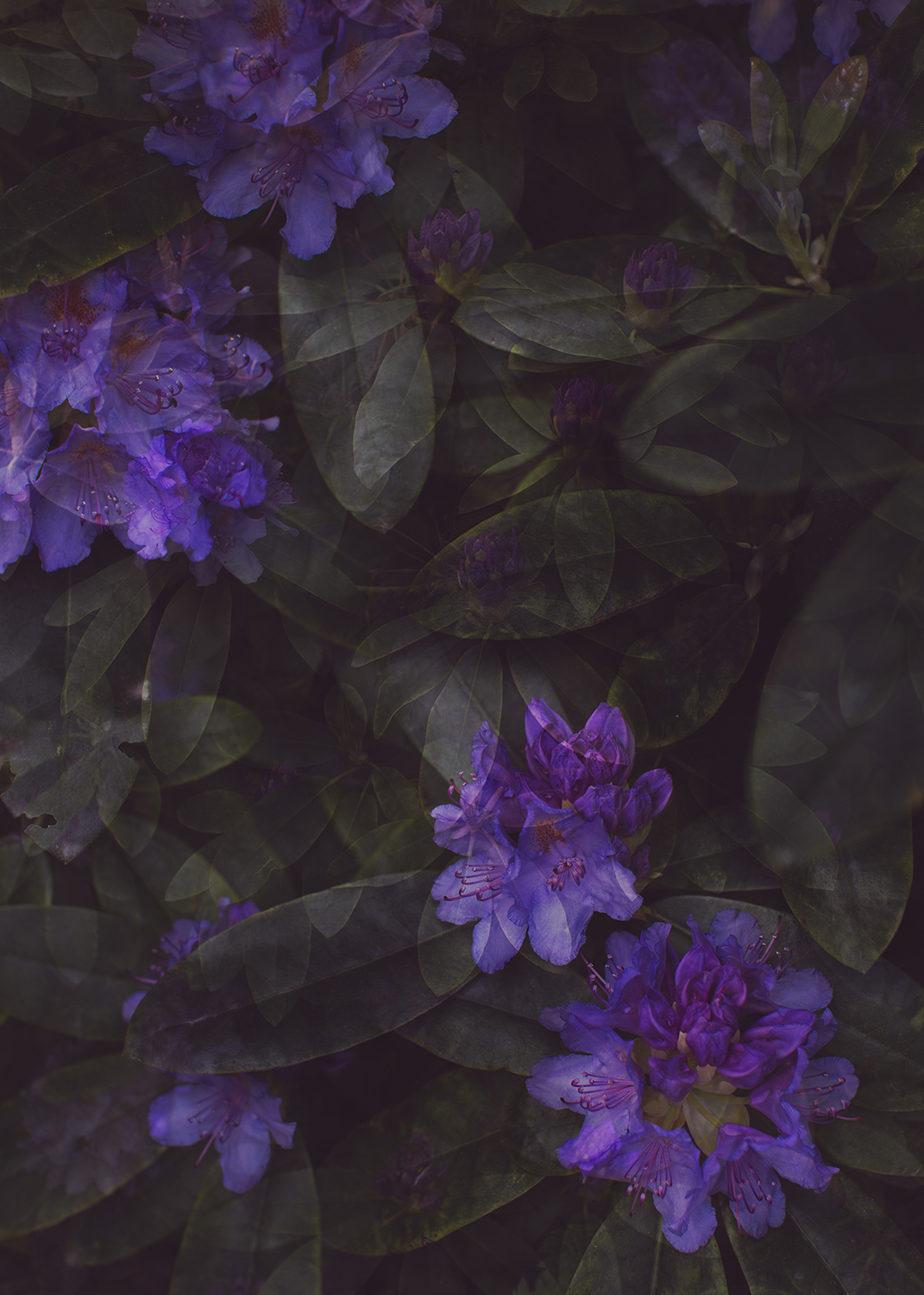 blue and purple tones of the print shop - Ulrika Ekblom - Photography
